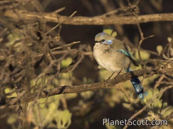 Splendid Fairywren (Malurus splendens) - Male
