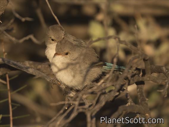 Splendid Fairywren (Malurus splendens)