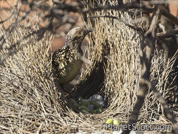 Western Bowerbird (Chlamydera guttata)