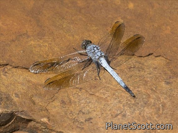 Blue Skimmer (Orthetrum caledonicum)
