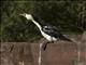 LIttle Pied Cormorant (Microcarbo melanoleucos)