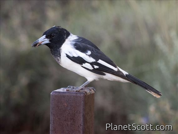 Pied Butcherbird (Cracticus nigrogularis)