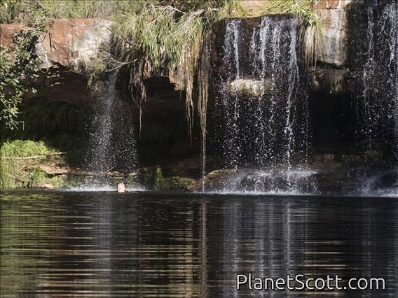 Fern Pool