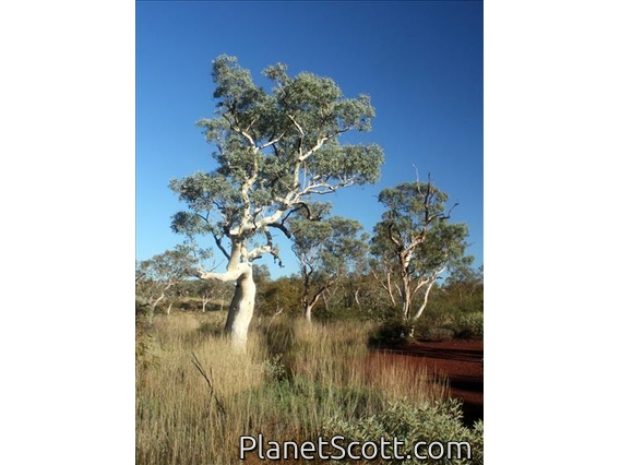 Karijini Tree