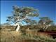 Karijini Tree