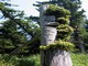 Haida totem pole