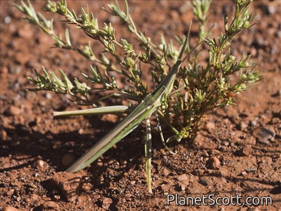 Giant Green Slantface (Acrida conica)