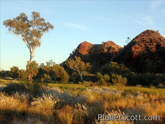 Cheela Plains Cliffs