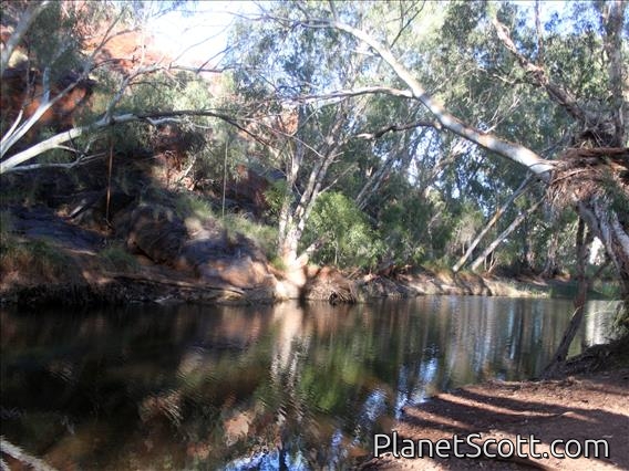 Cheela Plains Billabong