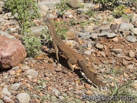 Argus Monitor Lizard (Varanus panoptes)