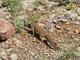 Argus Monitor Lizard (Varanus panoptes)