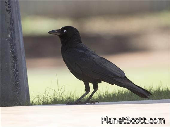 Little Crow (Corvus bennetti)