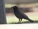 Little Crow (Corvus bennetti)