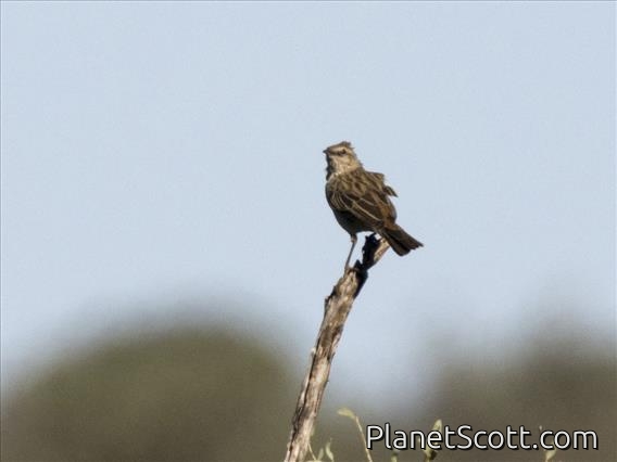 Rufous Songlark (Cincloramphus mathewsi)