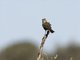 Rufous Songlark (Cincloramphus mathewsi)