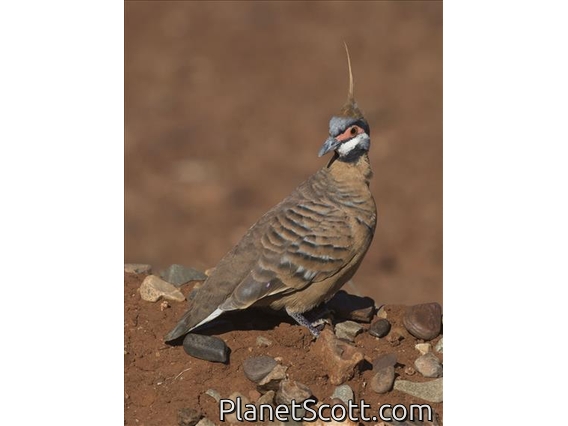 Spinifex Pigeon (Geophaps plumifera)
