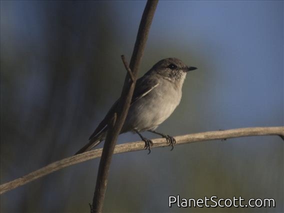 Hooded Robin (Melanodryas cucullata)