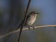Hooded Robin (Melanodryas cucullata)