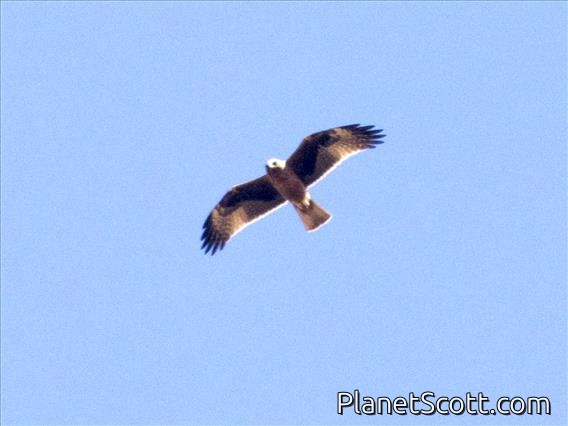 Little Eagle (Hieraaetus morphnoides)