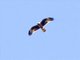 Little Eagle (Hieraaetus morphnoides)