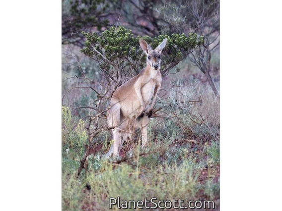 Red Kangaroo (Osphranter rufus)