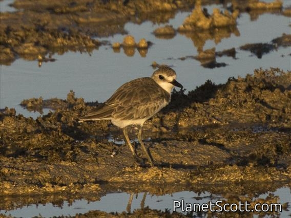 Greater Sand-Plover (Charadrius leschenaultii)
