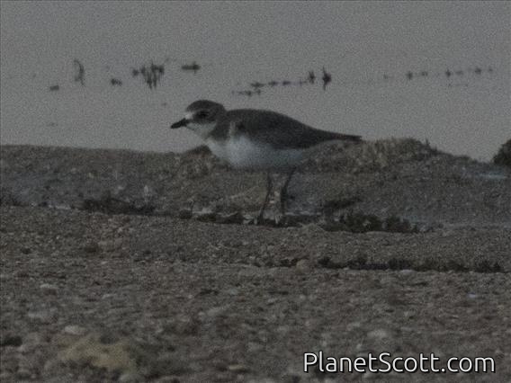 Siberian Sand Plover (Charadrius mongolus)