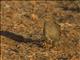 Brown Quail (Synoicus  ypsilophorus)