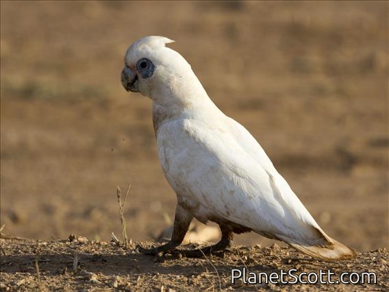 Little Corella (Cacatua sanguinea)
