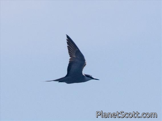 Bridled Tern (Onychoprion anaethetus)