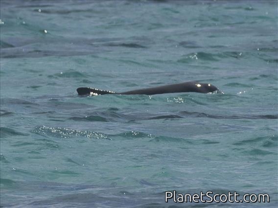 Australian Humpback Dolphin (Sousa sahulensis)