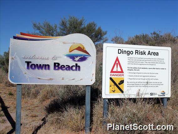 Exmouth Dingoes