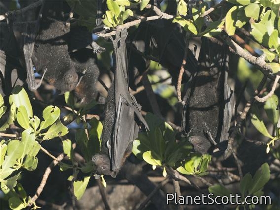 Black Flying Fox (Pteropus alecto)