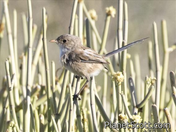 White-winged Fairywren (Malurus leucopterus)