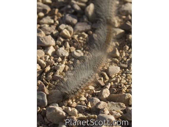 Processionary Moth (Thaumetopoeinae sp)