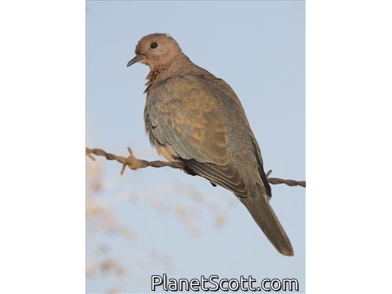 Laughing Dove (Spilopelia senegalensis)