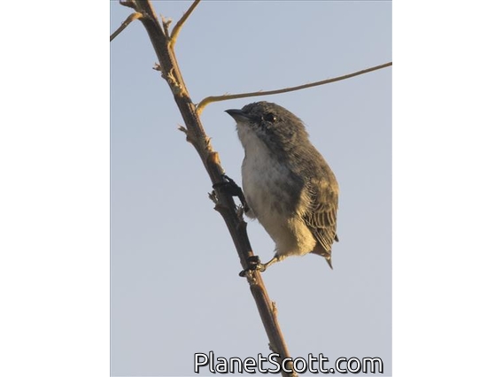 Mistletoebird (Dicaeum hirundinaceum)
