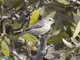 Mangrove Gerygone (Gerygone levigaster)