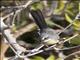 Mangrove Fantail (Rhipidura phasiana)