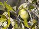 Australian Yellow White-eye (Zosterops luteus)
