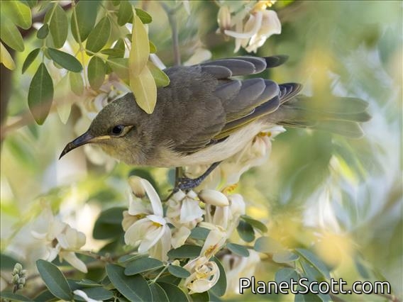 Brown Honeyeater (Lichmera indistincta)