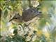 Brown Honeyeater (Lichmera indistincta)