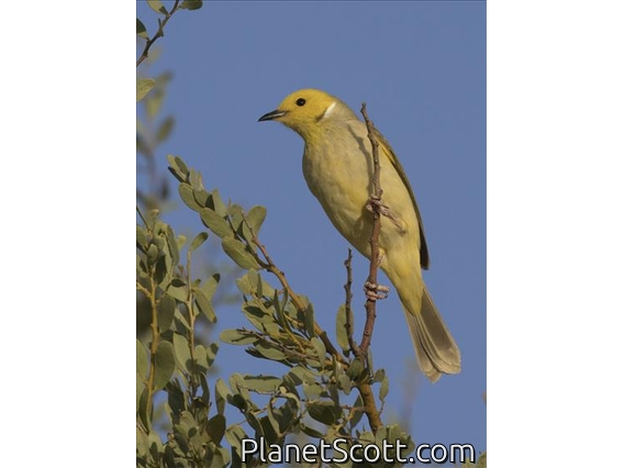 White-plumed Honeyeater (Ptilotula penicillata)