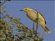 White-plumed Honeyeater (Ptilotula penicillata)