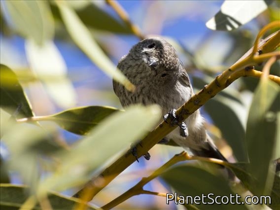 Inland Thornbill (Acanthiza apicalis)