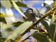 Inland Thornbill (Acanthiza apicalis)