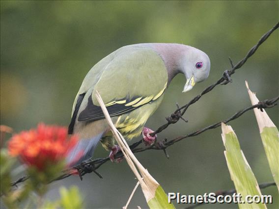 Pink-necked Green-Pigeon (Treron vernans)