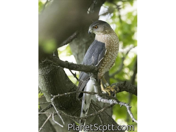 Cooper's Hawk (Accipiter cooperii)