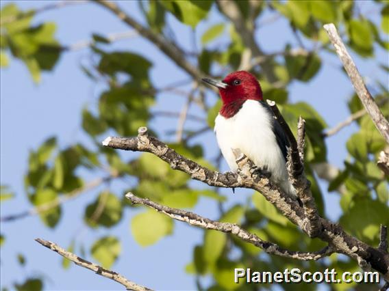 Red-headed Woodpecker (Melanerpes erythrocephalus)