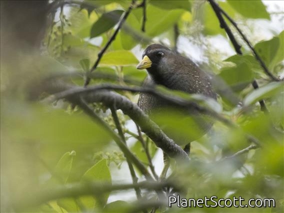 Sora (Porzana carolina)